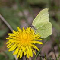 Citronsommerfugl AP3 F/7.1 - Eksp. 1/1000 sek. - ISO 200 - 500mm