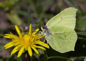 Citronsommerfugl AP4 F/7.1 - Eksp. 1/1000 sek. - ISO 200 - 500mm