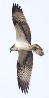 Fiskeørn Skenkelsø sø6 F/5.6 - Eksp. 1/3200 sek. - ISO 1250 - 840mm