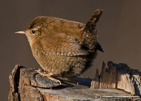 Gærdesmutte sømosen3 F/4 - Eksp. 1/800 sek. - ISO 125 - 600mm