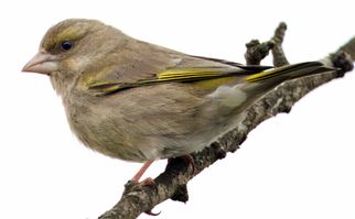 Grønirisk hun gren F/4 - Eksp. 1/1000 sek. - ISO 640 - 600mm