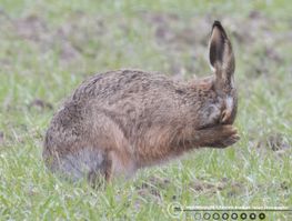 Hare F/8 - Eksp. 1/500 sek. - ISO 2500 - 700mm