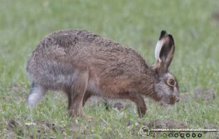 Hare2 F/5.6 - Eksp. 1/1250 sek. - ISO 2500 - 700mm