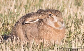 Hare aftensol F/5.6 - Eksp. 1/640 sek. - ISO 250 - 860mm