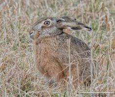 Hare græs2 F/7.1 - Eksp. 1/640 sek. - ISO 1600 - 700mm