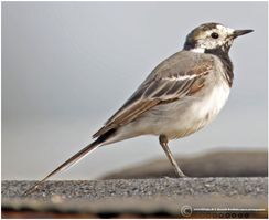 Hvid vipstjert E.stationsby F/5.6 - Eksp. 1/640 sek. - ISO 400 - 840mm