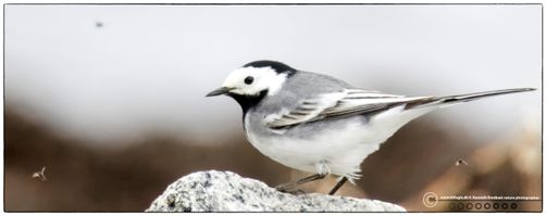 Hvid vipstjert VE Ystad2 F/5.6 - Eksp. 1/1250 sek. - ISO 1600 - 860mm