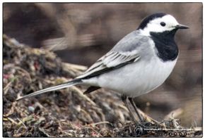 Hvid vipstjert VE Ystad3 F/5.6 - Eksp. 1/1600 sek. - ISO 2000 - 860mm