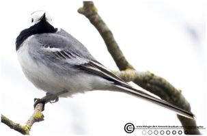 Hvid vipstjert skemkelsø F/5.6 - Eksp. 1/1000 sek. - ISO 1250 - 840mm