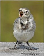 Hvis vipstjert planke snack2 F/7.1 - Eksp. 1/800 sek. - ISO 250 - 500m