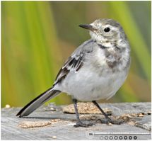 Hvis vipstjert planke2 F/7.1 - Eksp. 1/640 sek. - ISO 250 - 500mm