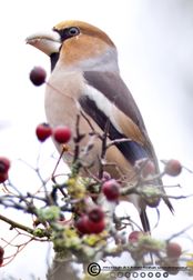 Kernebider Frederiksdal F/4 - Eksp. 1/800 sek. - ISO 1600 - 600mm