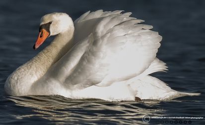 Knopsvane2  F/5.6 - Eksp. 1/2000 sek. - ISO 1000 - 700mm