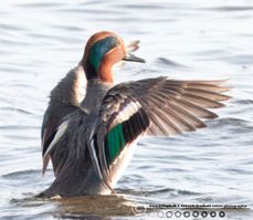 Krikand Nivå2 F/11 - Eksp. 1/3200 sek. - ISO 10000 - 700mm