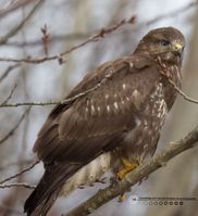 Mørk Musvåge2 F/5.6 - Eksp. 1/2500 sek. - ISO 6400 - 700mm