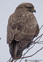 Mørk musvåge ryg F/4 - Eksp. 1/800 sek. - ISO 3200 - 600mm