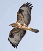Musvåge luft sksø F/4 - Eksp. 1/3200 sek. - ISO 640 - 600mm