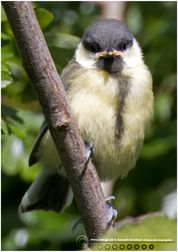 Musvit unge sur F/5.6 - Eksp. 1/500 sek. - ISO 160 - 840mm