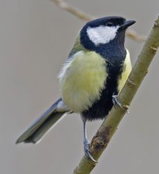 Musvit utterslev mose F/4 - Eksp. 1/1000 sek. - ISO 2500 - 600mm