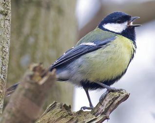Musvit utterslev mose2 F/4 - Eksp. 1/1000 sek. - ISO 4000 - 600mm