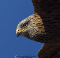 Rød glente øje F/5.6 - Eksp. 1/2500 sek. - ISO 640 - 840mm