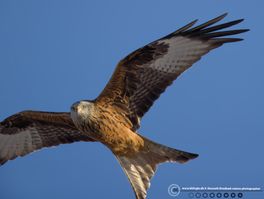 Rød glente Skåne F/6.3 - Eksp. 1/4000 sek. - ISO 1000 - 400mm