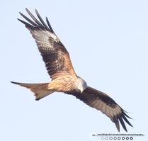 Rød glente klart vejr3  F/7.1 - Eksp. 1/1250 sek. - ISO 1250 - 700mm