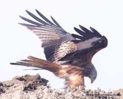 Rød glente mark F/7.1 - Eksp. 1/1250 sek. - ISO 1250 - 700mm