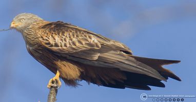 Rød glente rast SV F/5.6 - Eksp. 1/1250 sek. - ISO 500 - 840mm