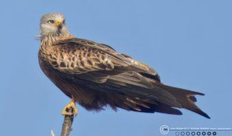 Rød glente rast SV2 F/5.6 - Eksp. 1/1250 sek. - ISO 320 - 840mm
