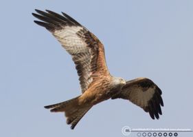 Rød glente vinger ud F/11 - Eksp. 1/1000 sek. - ISO 1000 - 700mm