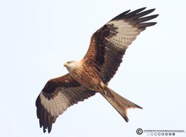 Rød glente2 F/5.6 - Eksp. 1/1600 sek. - ISO 2000 - 700mm