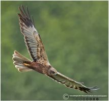 Rørhøg sksø F/5.6 - Eksp. 1/2500 sek. - ISO 1250 - 700mm