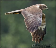 Rørhøg sksø2 F/5.6 - Eksp. 1/2500 sek. - ISO 1250 - 700mm