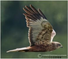 Rørhøg sksø3 F/5.6 - Eksp. 1/2500 sek. - ISO 1250 - 700mm