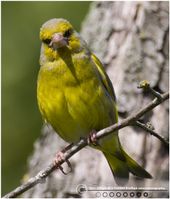 Tornirisk øjekontakt2 F/5.6 - Eksp. 1/640 sek. - ISO 200 - 840mm