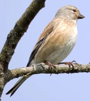 Tornirisk Hun sks F/5.6 - Eksp. 1/800 sek. - ISO 320 - 700mm