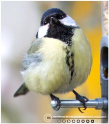 musvit3 F/4 - Eksp. 1/3200 sek. - ISO 2500 - 500mm