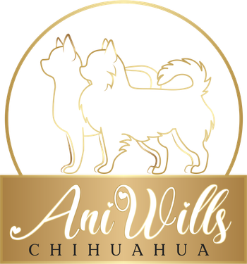 Kennel AniWills Chihuahua