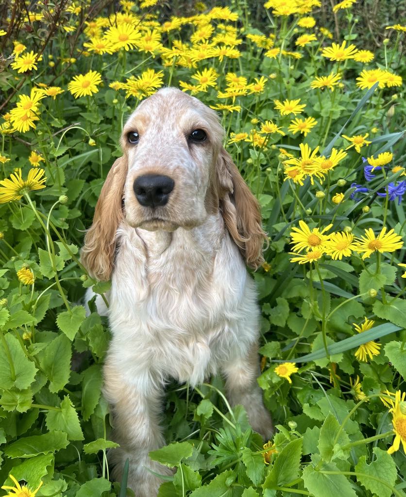 att.UzJaQ7aUz-5nAmLIhZ9XY4ufKzuC02-OSPOYa5kzErk