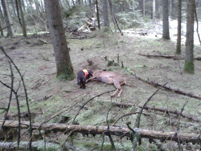 Det første stk råvildt skudt for Gl. Landevej´s Lazy på jagt i Sandfeldt 29122014