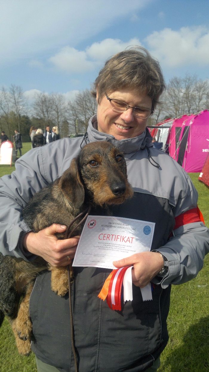 Gl.Landevej´s Lazy fik sit sidste certifikat på DKKs udstilling i Roskilde 1.5.2016 og blev hermed DKCHD og SEU(d)CH