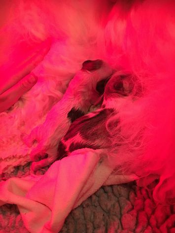 Her kom de så - Sias første kuld hvalpe.
Stille og roligt fredag eftermidag fødte hun disse to i løbet af en time - hun sagde ikke det mindste piv.
Hvalpene vejede 200 og 212 g.