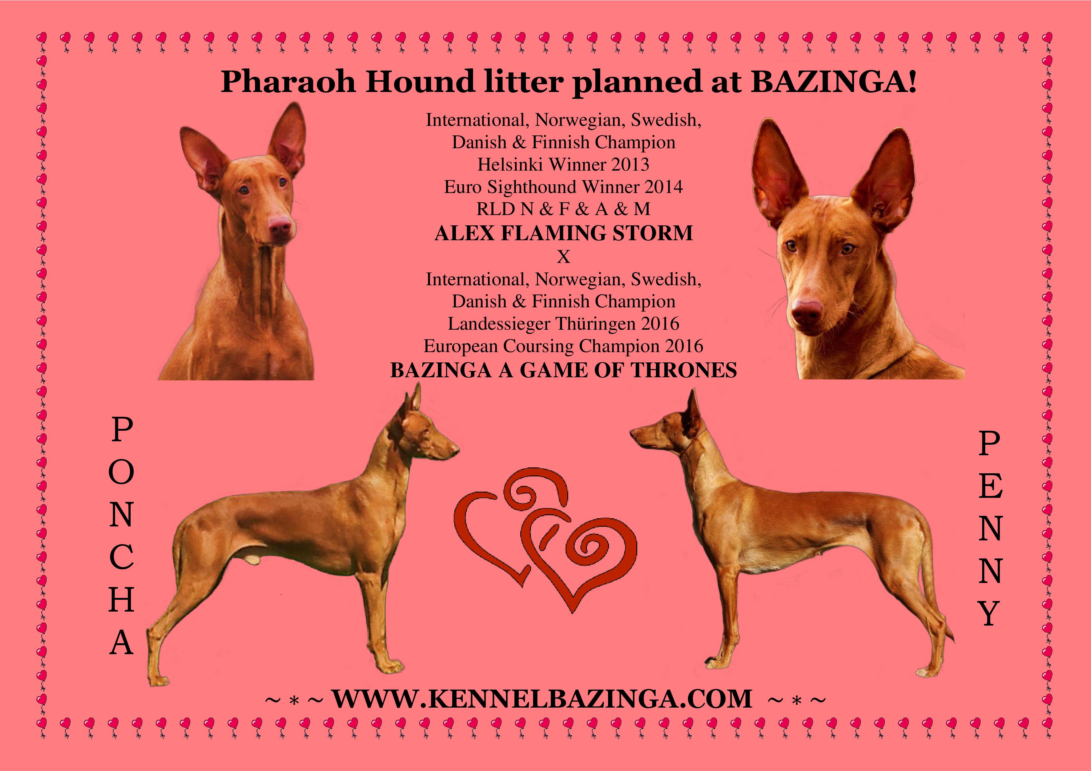 Pharaoh Hound puppies expected in May!