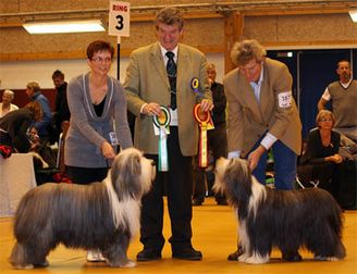 Ch Beastly's Never Mind BIR SKK Växjö