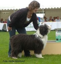 Beastly's Ned Of Crichton BIS 3 valp SKK Int Tvååker