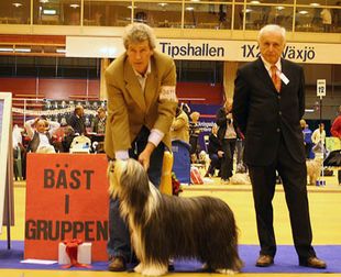 Ch Beastly's Never Mind BIG 1 SKK Int Växjö