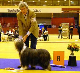 Ch Beastly's Never Mind BIS 5 SKK Växjö