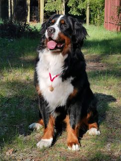 Maestro
