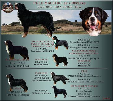 Maestros stamtavle